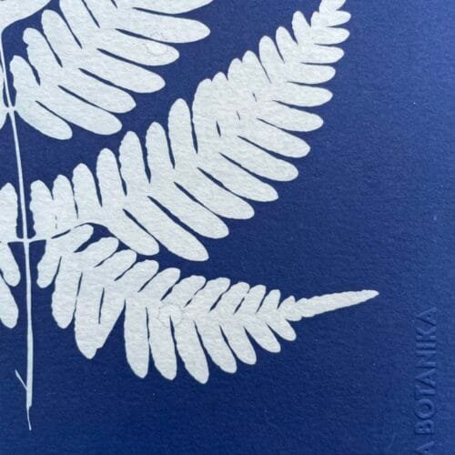 IMG_6511 Helecho · Carta