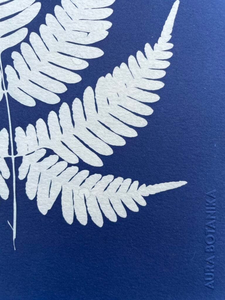 IMG_6511 Helecho · Carta