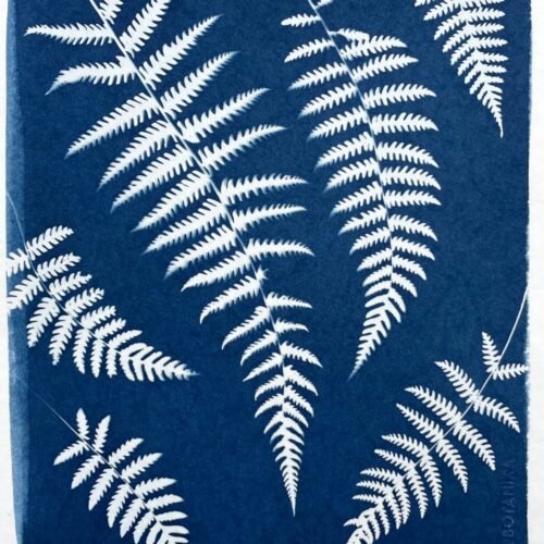 IMG_6513 Helechos · Carta