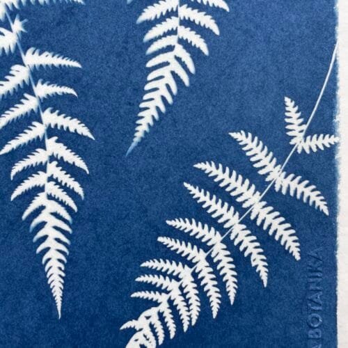 IMG_6514 Helechos · Carta