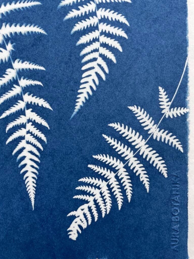 IMG_6514 Helechos · Carta