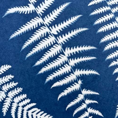 IMG_6515 Helechos · Carta