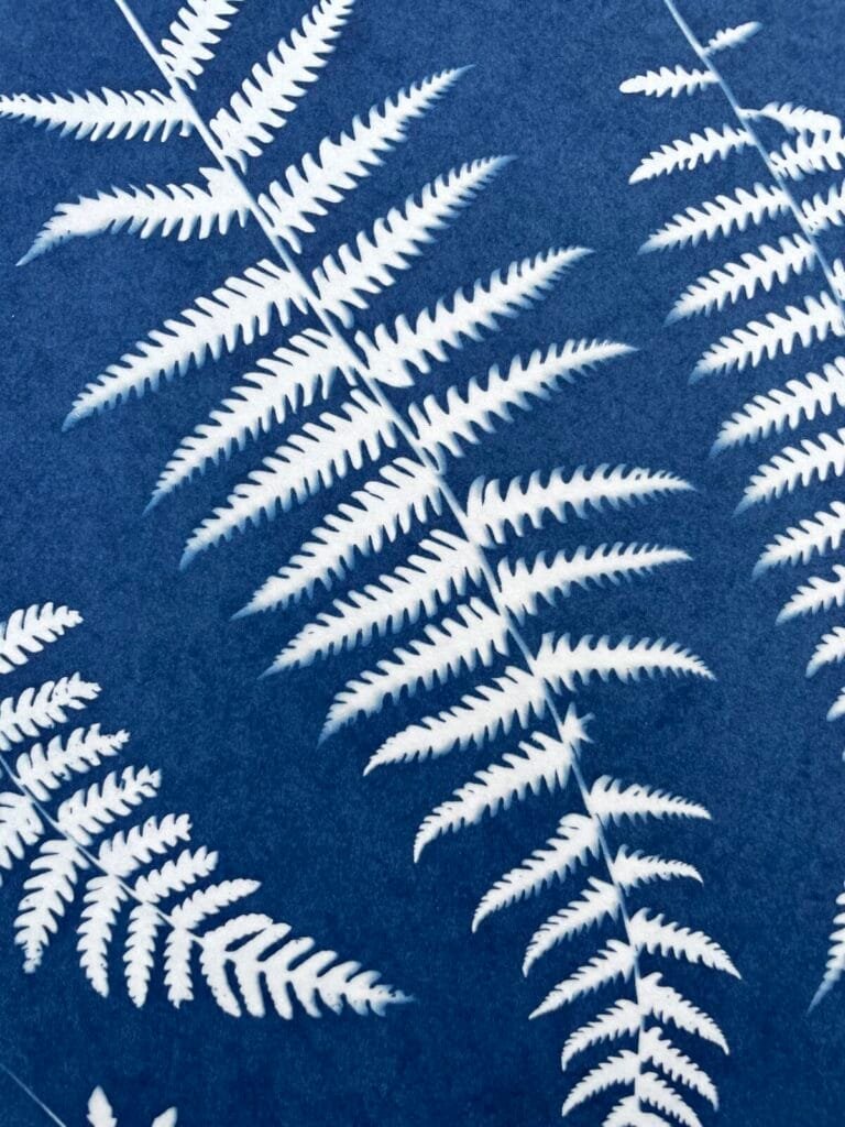 IMG_6515 Helechos · Carta