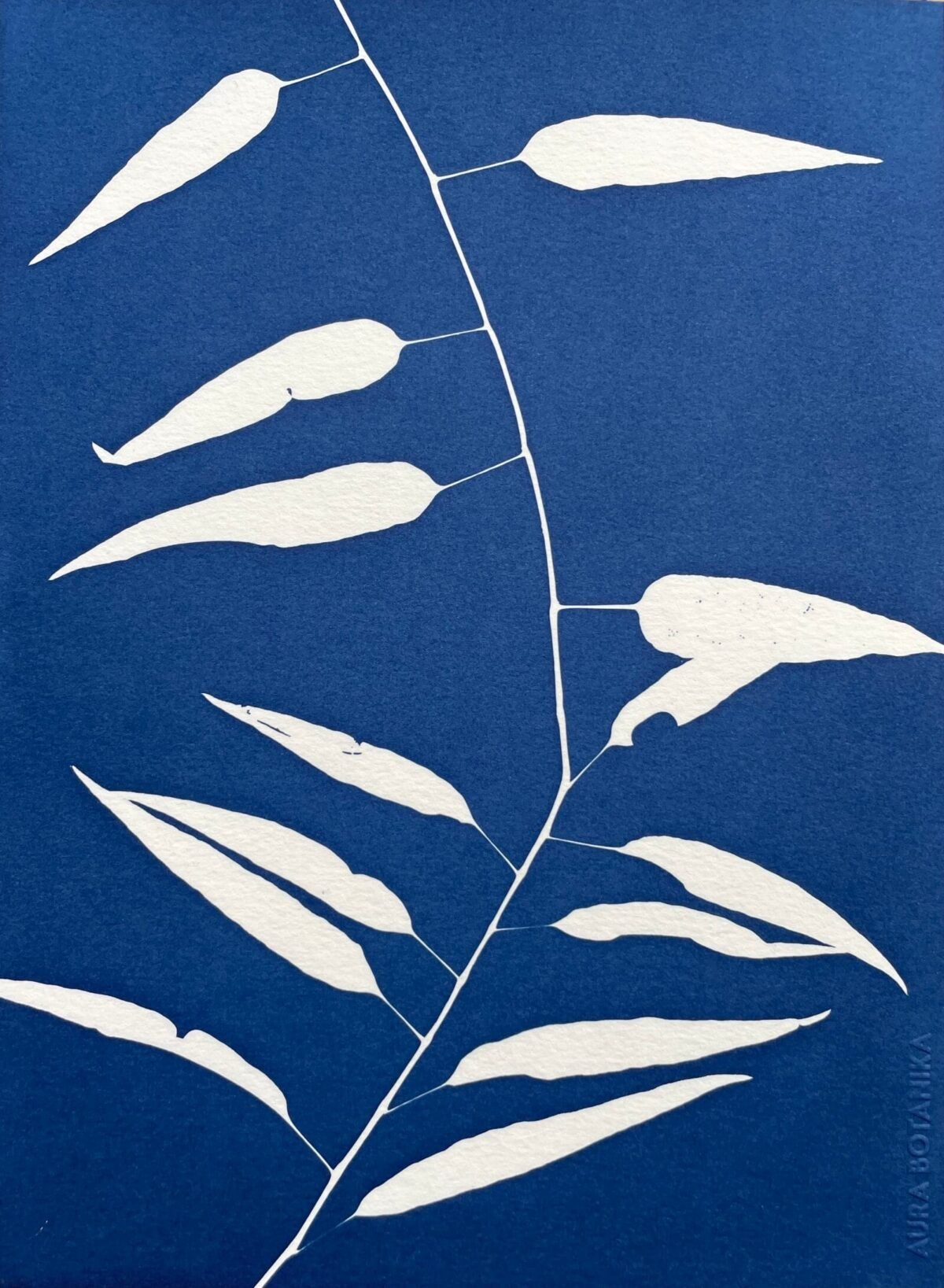 Bambú silvestre · Carta