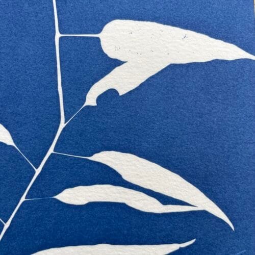 Bambú silvestre · Carta