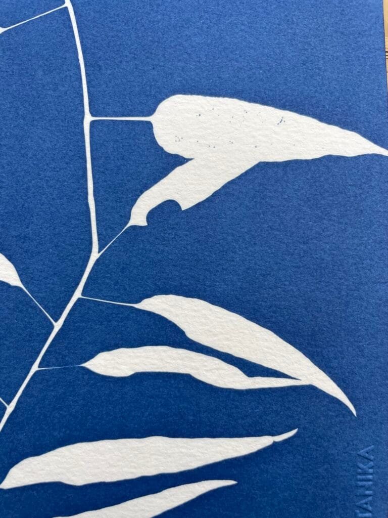 Bambú silvestre · Carta