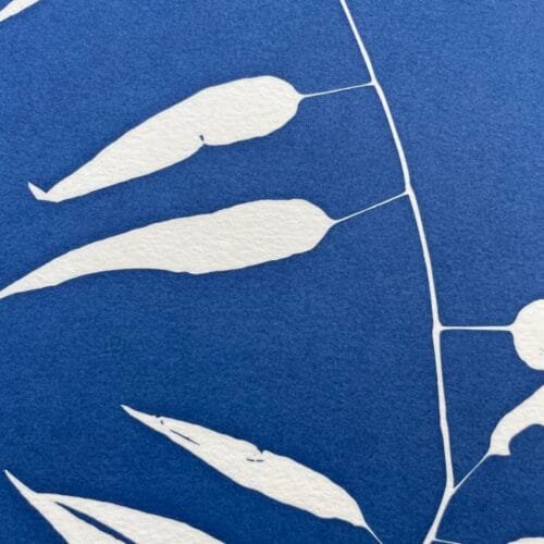 Bambú silvestre · Carta