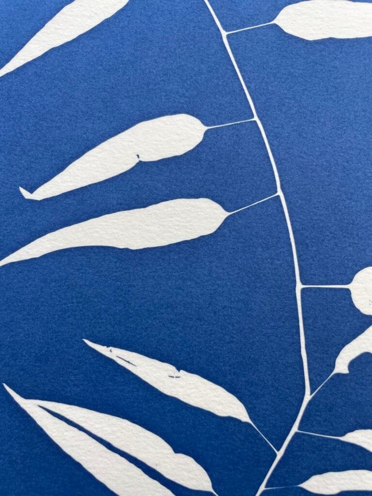 Bambú silvestre · Carta