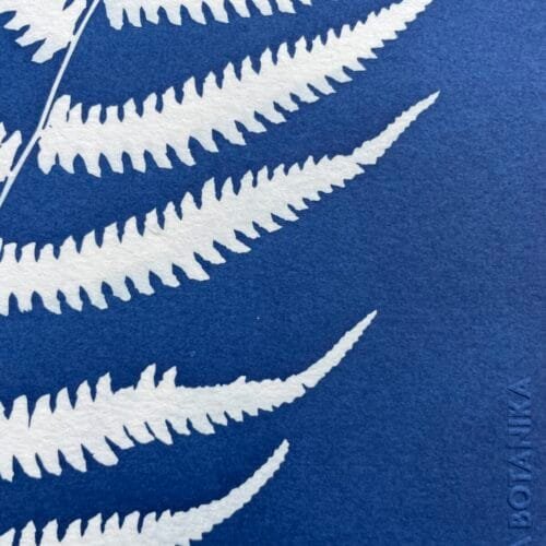 IMG_6520 Helecho II · Carta