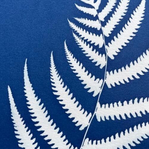 IMG_6521 Helecho II · Carta