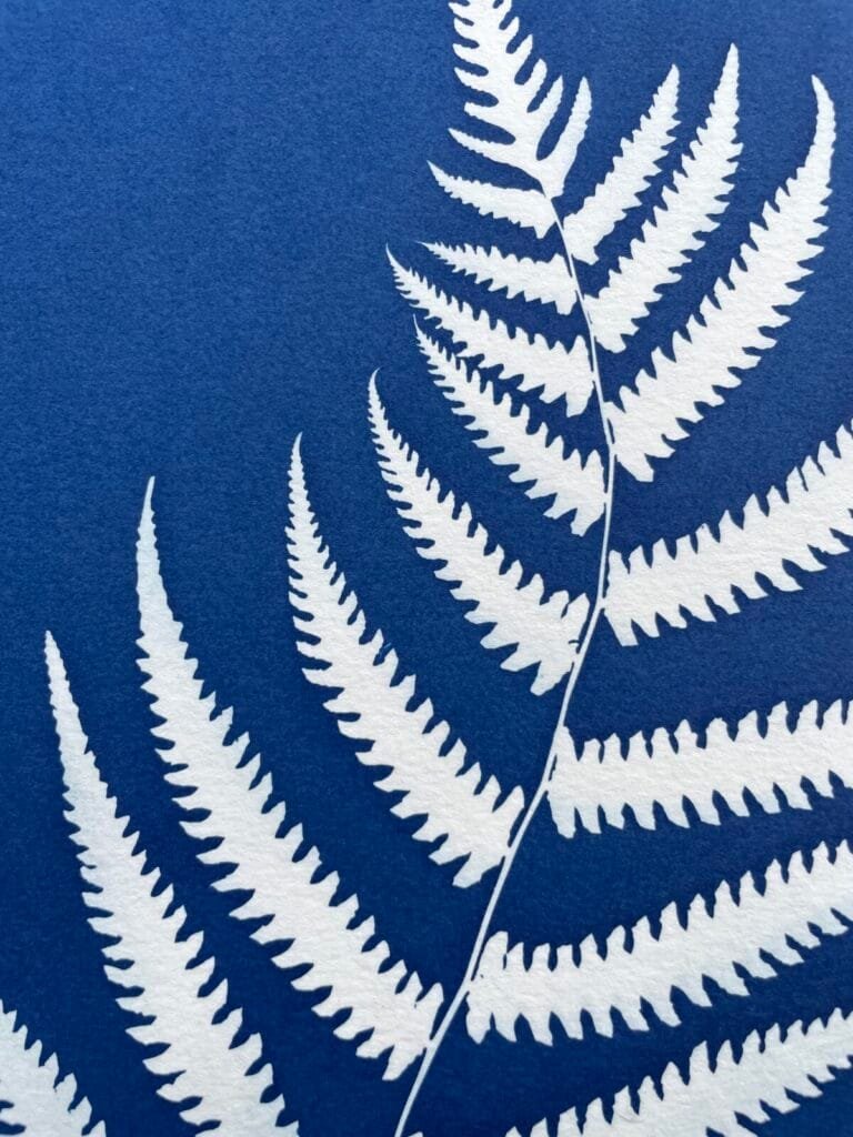 IMG_6521 Helecho II · Carta