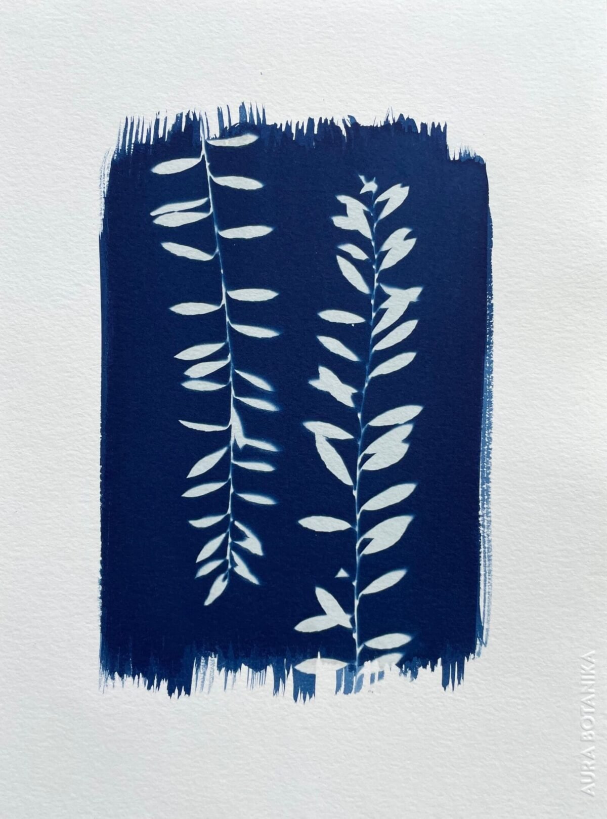 Helecho del monte II · Carta