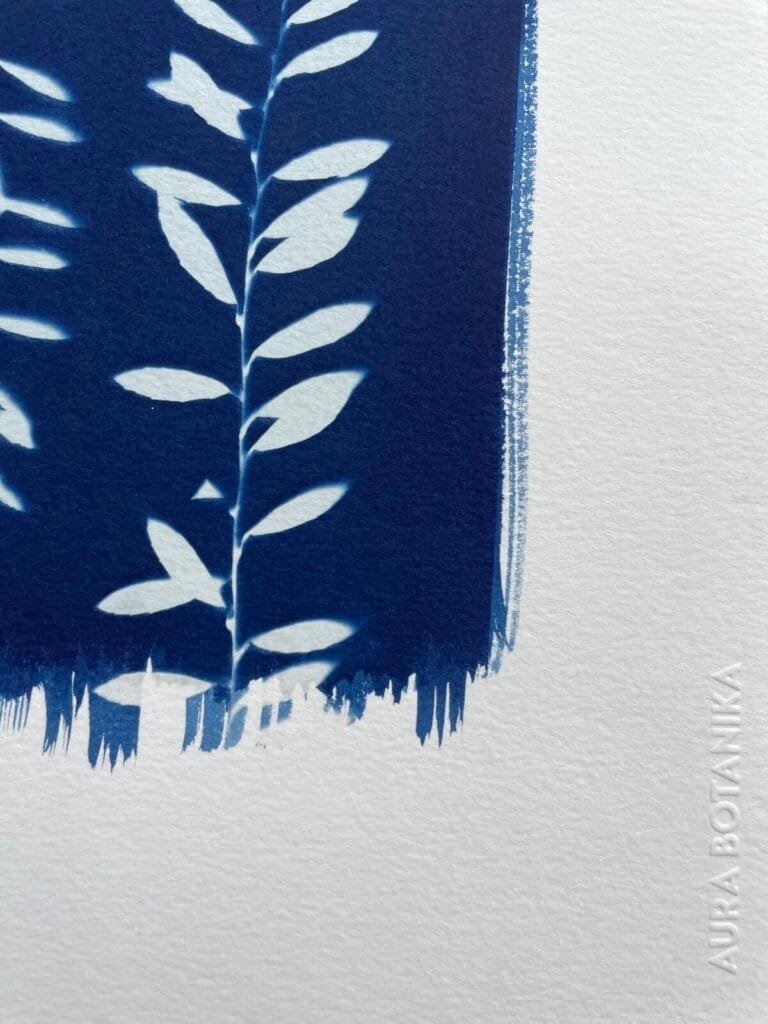 IMG_6523 Helecho del monte II · Carta