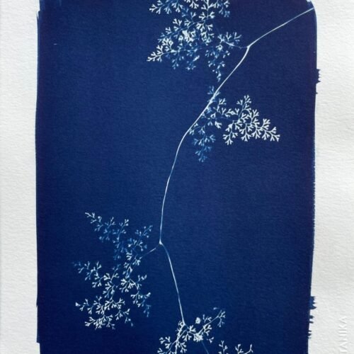 IMG_6528 Helecho encaje · Carta