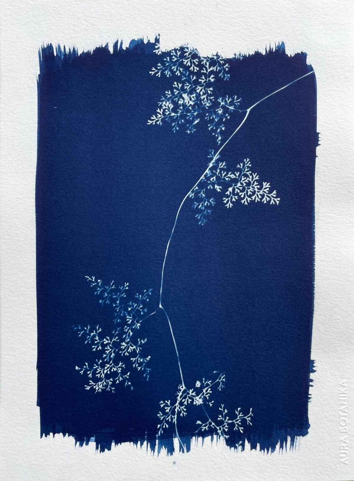 Helecho encaje · Carta