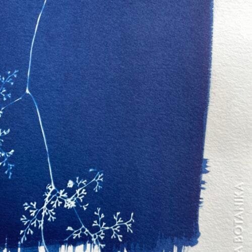 IMG_6529 Helecho encaje · Carta