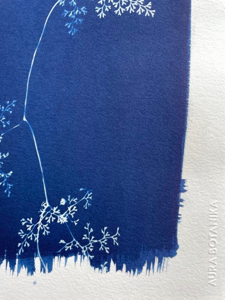 IMG_6529 Helecho encaje · Carta