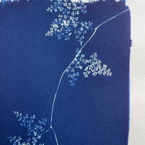 IMG_6530 Helecho encaje · Carta