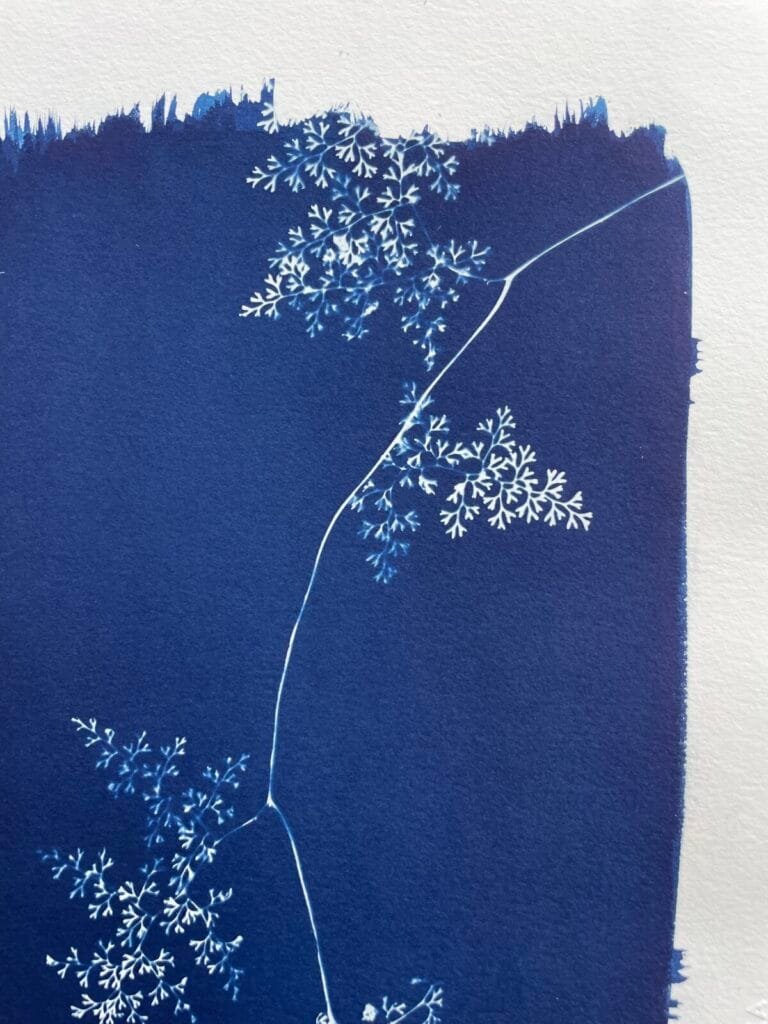 IMG_6530 Helecho encaje · Carta