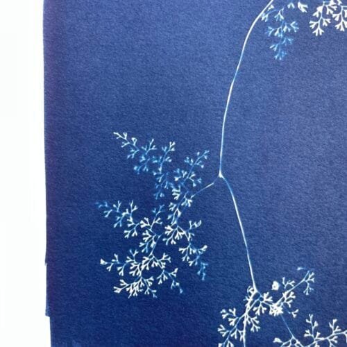 IMG_6531 Helecho encaje · Carta