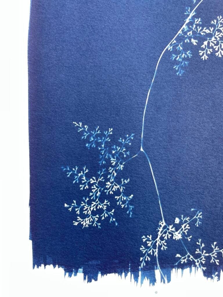 IMG_6531 Helecho encaje · Carta