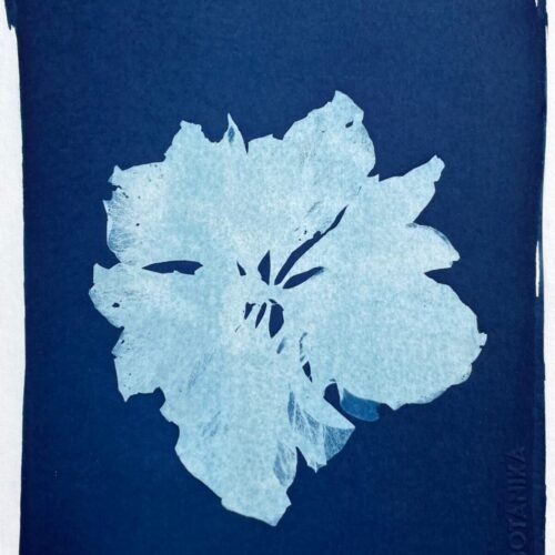 IMG_6532 Rosa de Popayán · Media carta