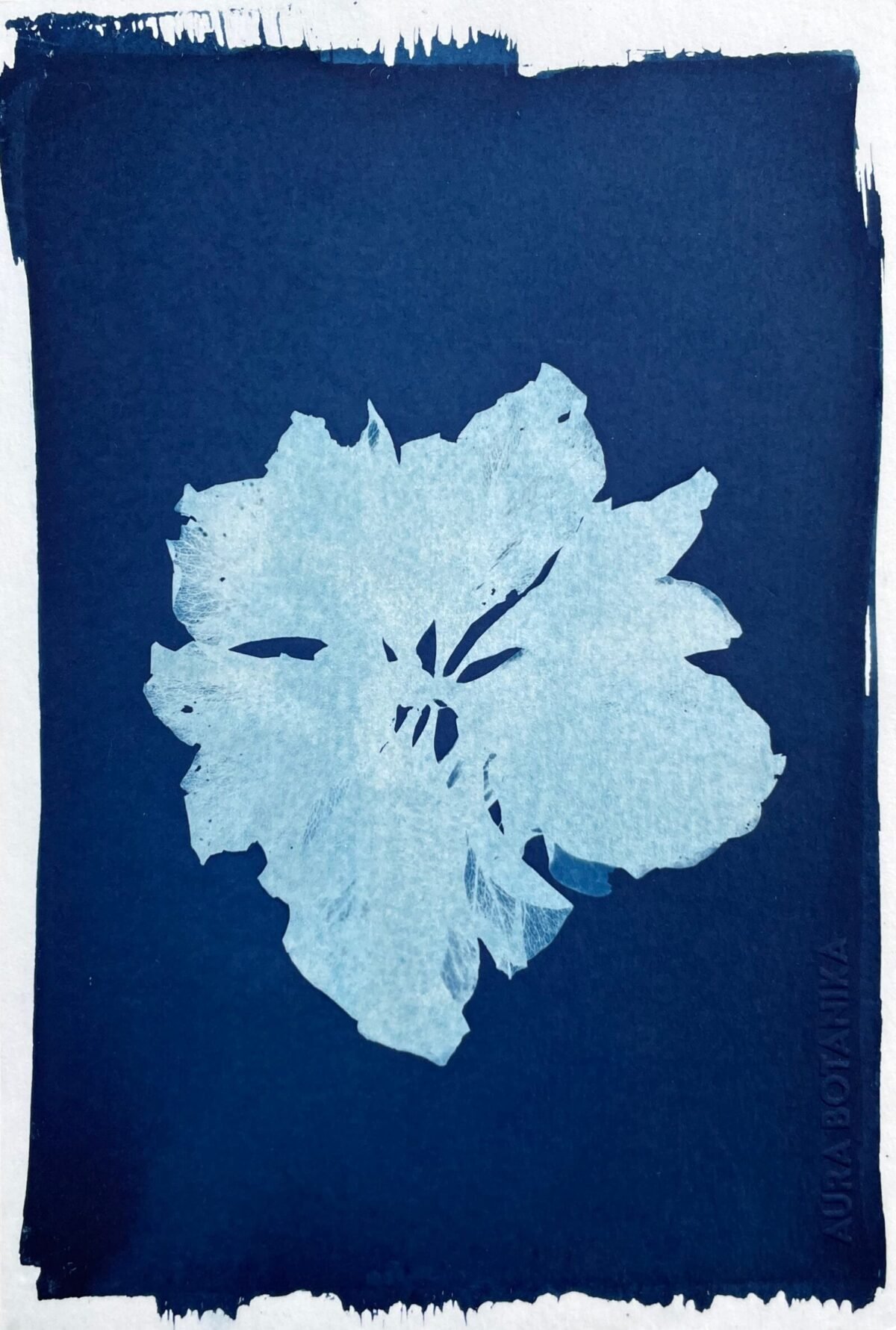 IMG_6532 Rosa de Popayán · Media carta