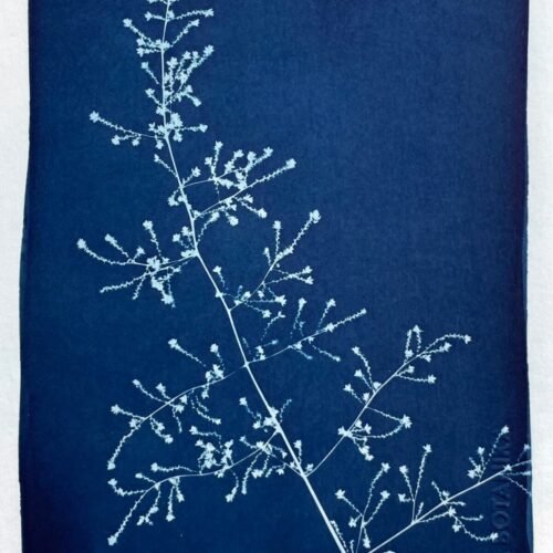 Pluma · Media carta