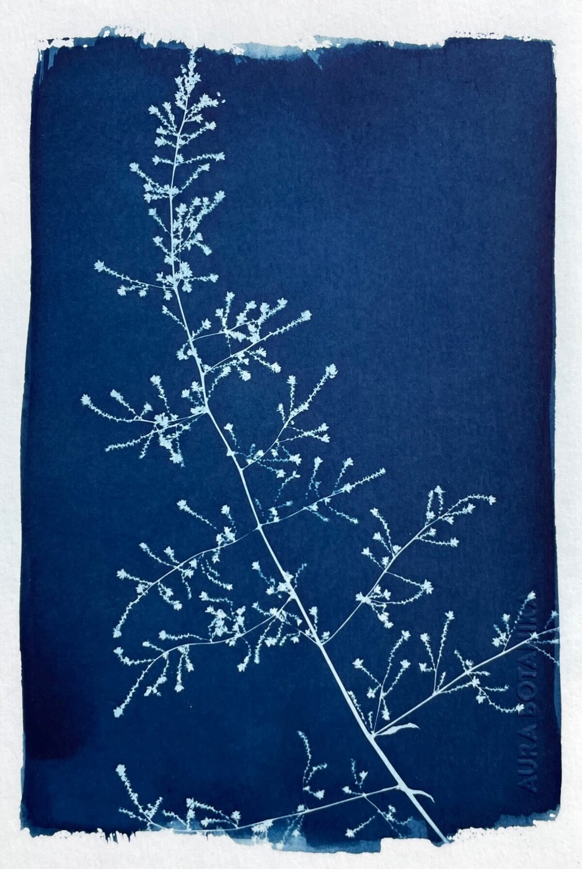 IMG_6533 Pluma · Media carta