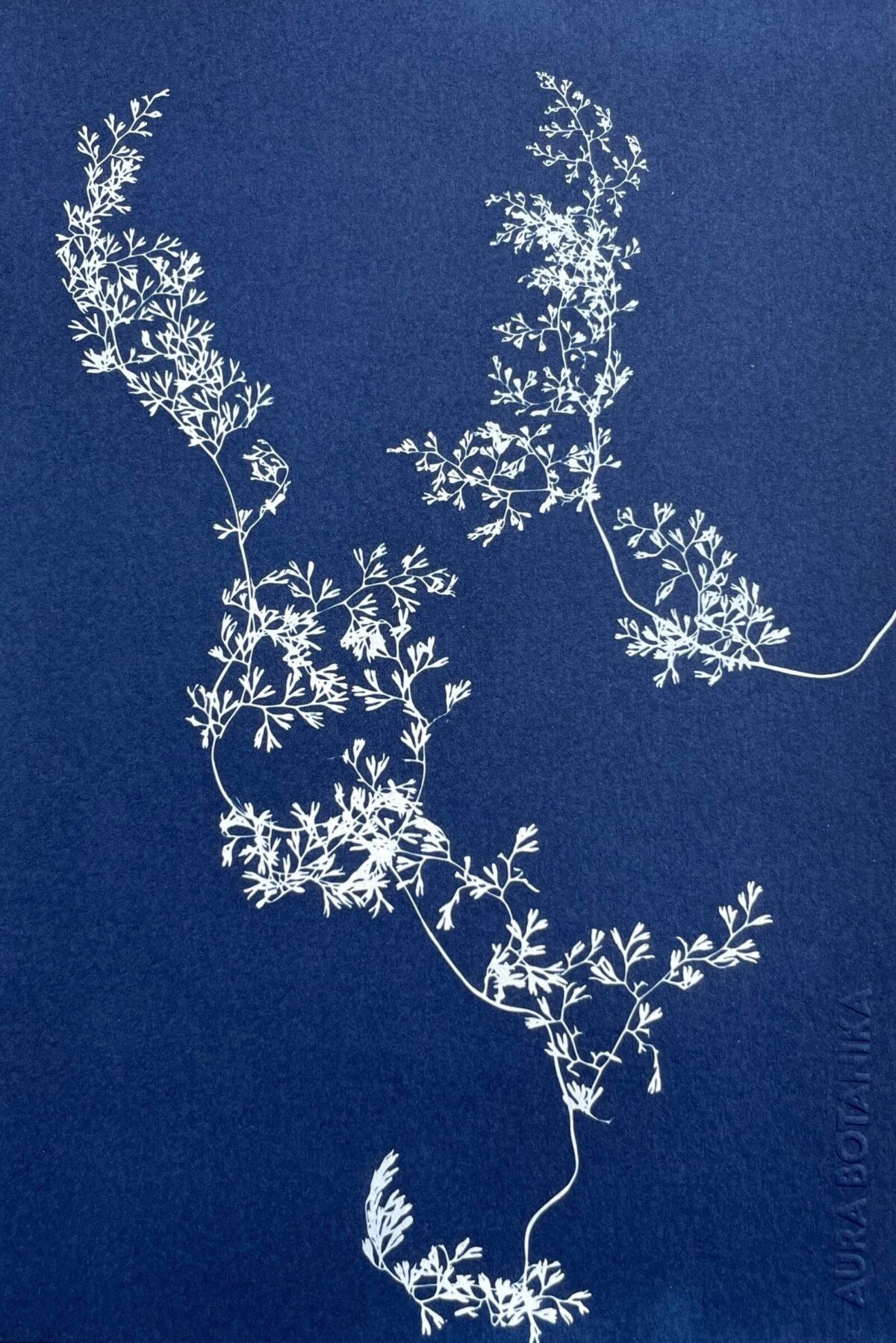 Encaje del bosque · Media carta