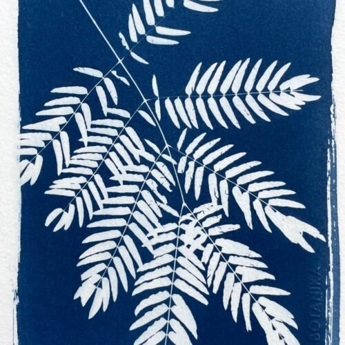 IMG_6536 Helecho · Media carta