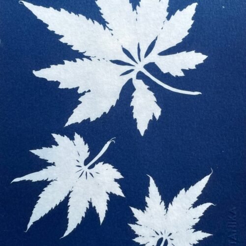 IMG_6537 Hojas de caigua · Media carta