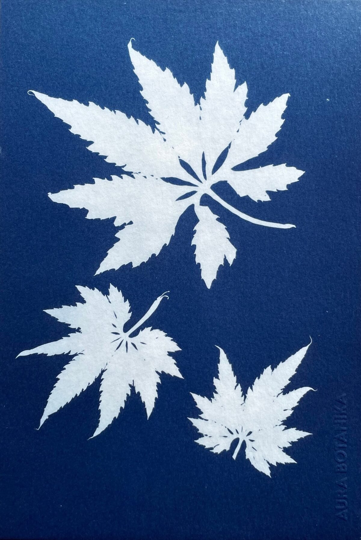 IMG_6537 Hojas de caigua · Media carta