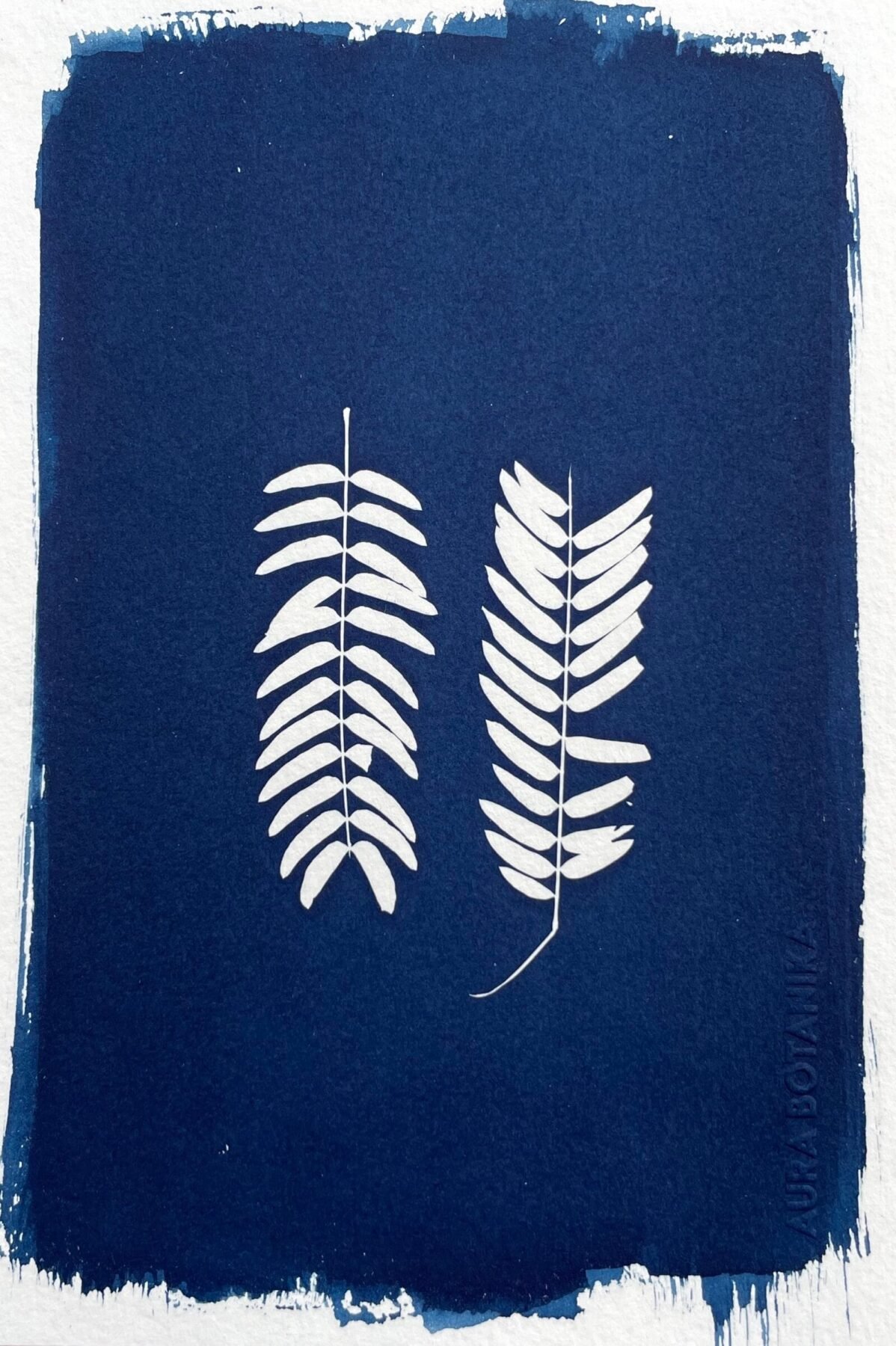 IMG_6538 Helechos · Media carta