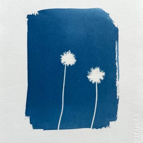 Botones de pelaje · Media carta