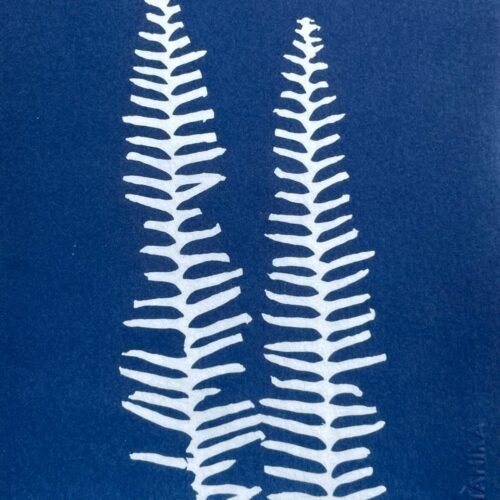 IMG_6542 Helecho polypodium · Media carta