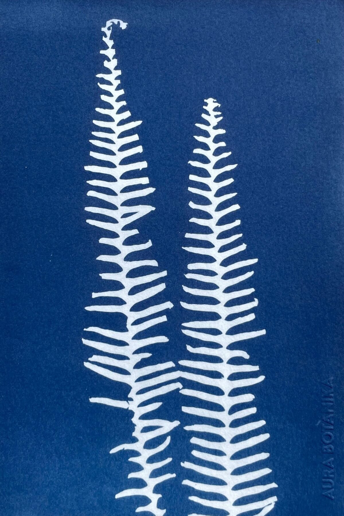 IMG_6542 Helecho polypodium · Media carta