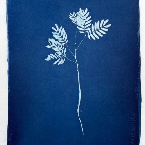 Helecho II · Media Carta