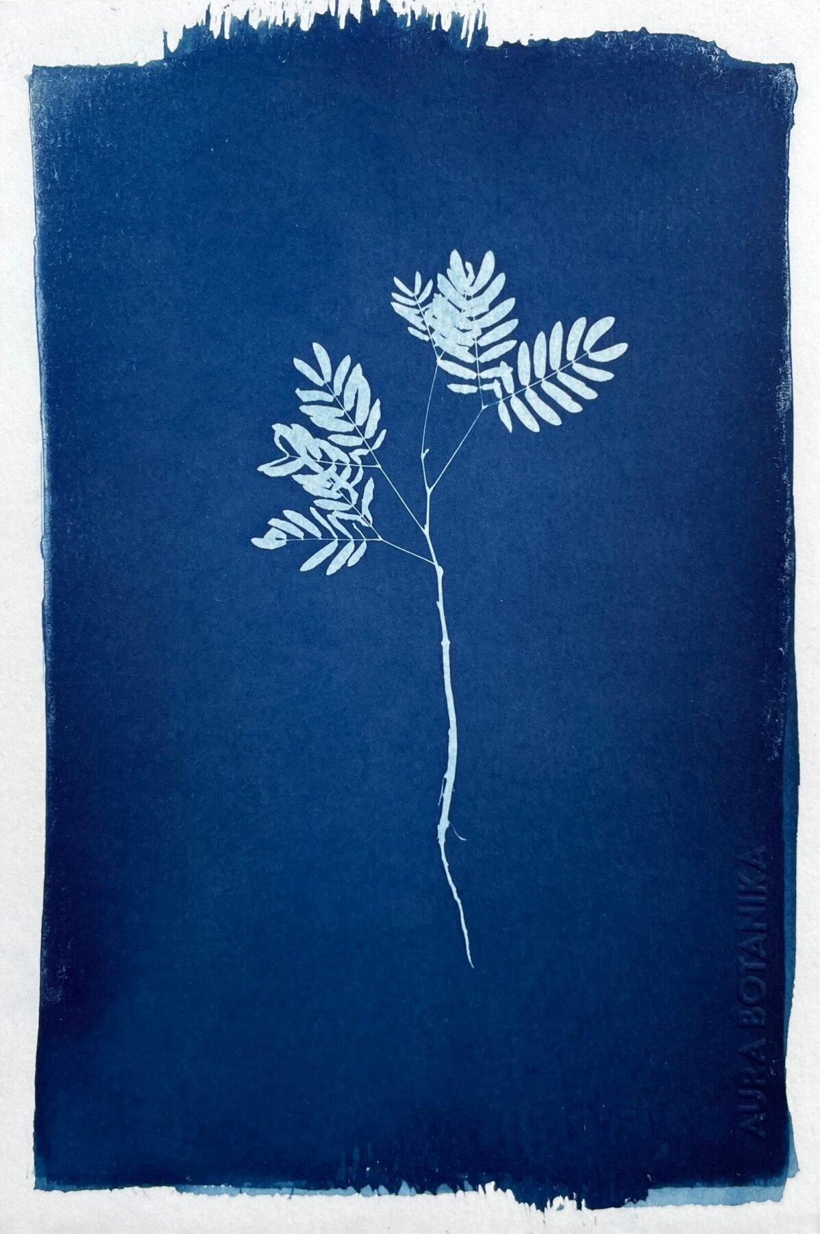 Helecho II · Media Carta