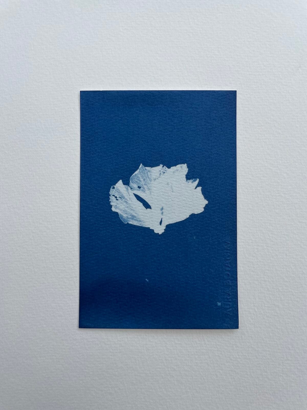 IMG_6548 Rosa II · Postal