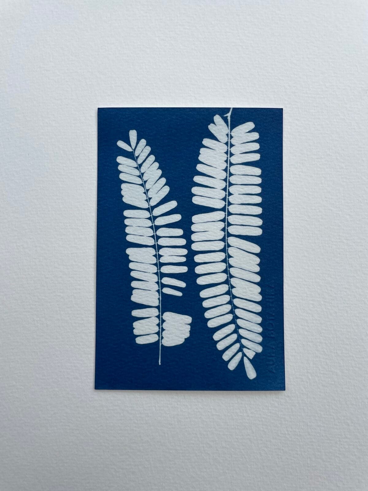 IMG_6549 Helechos · Postal