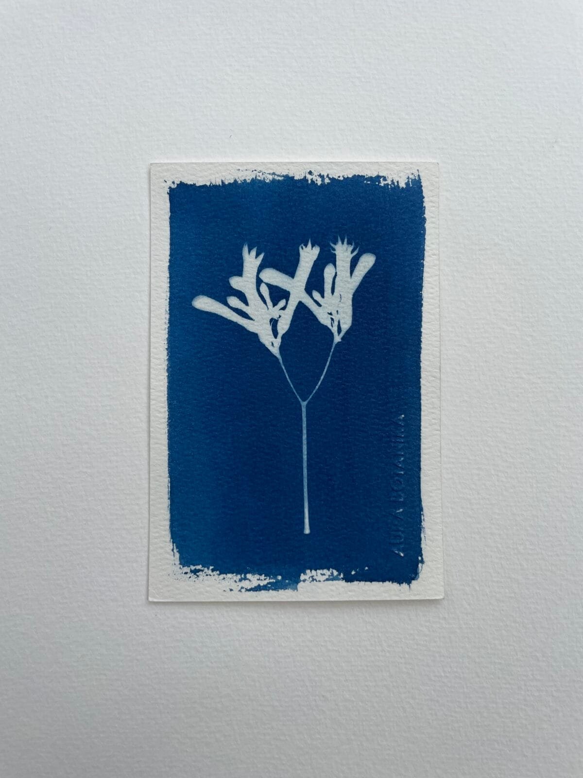 IMG_6552 Pata de canguro · Postal