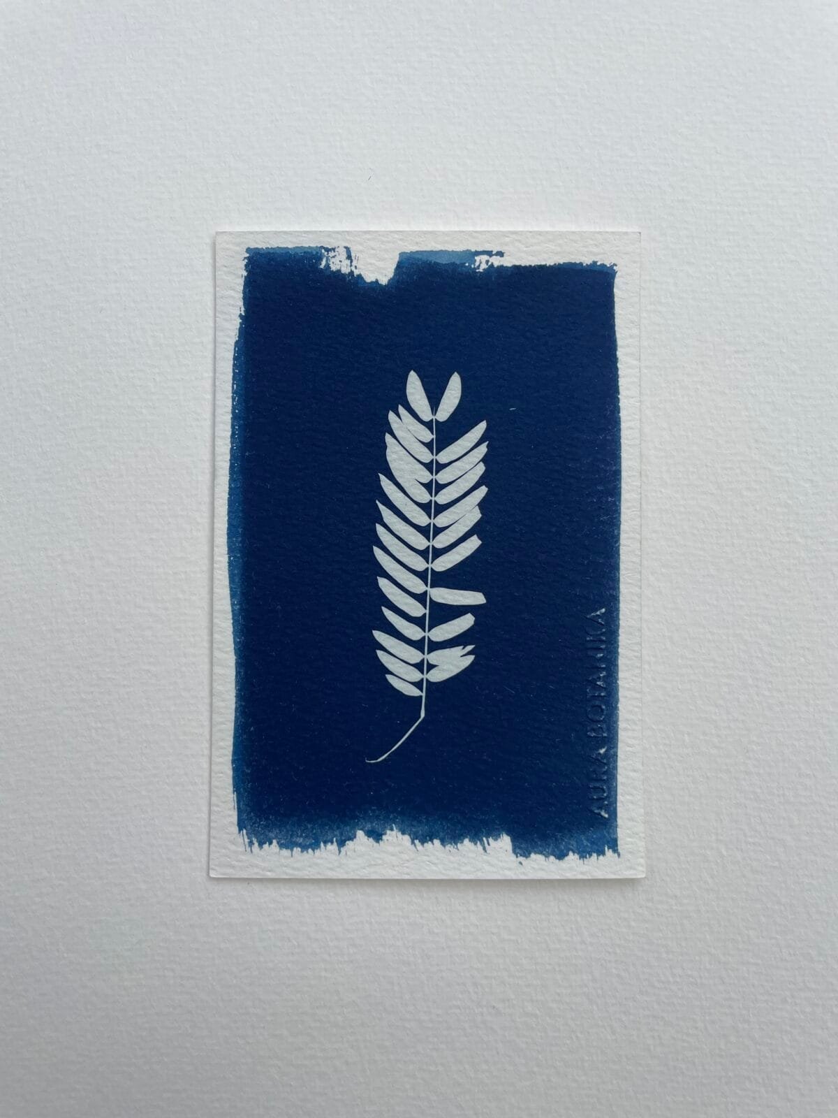 IMG_6553 Helecho V · Postal