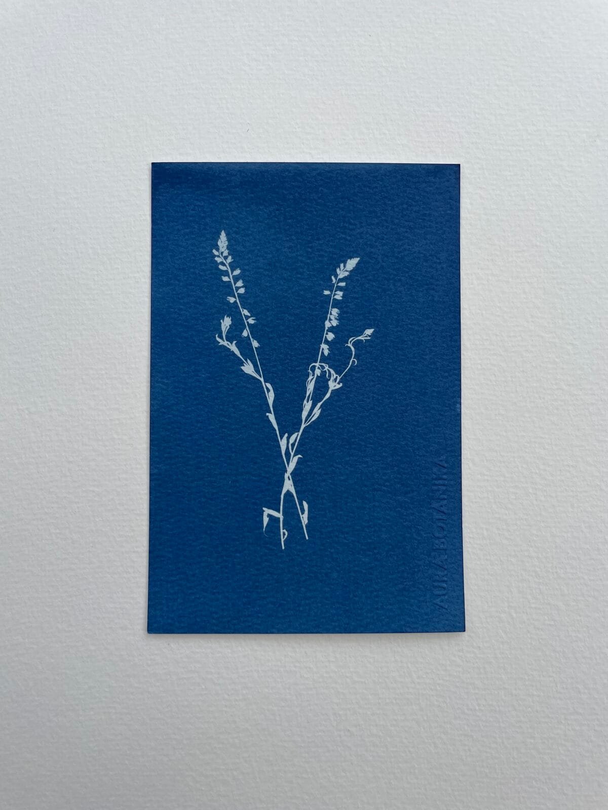 Flores silvestres · Postal