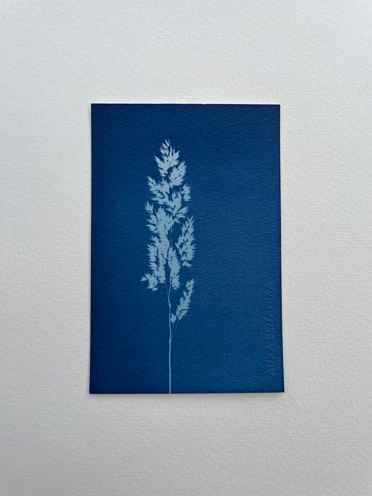 Planta silvestre · Postal