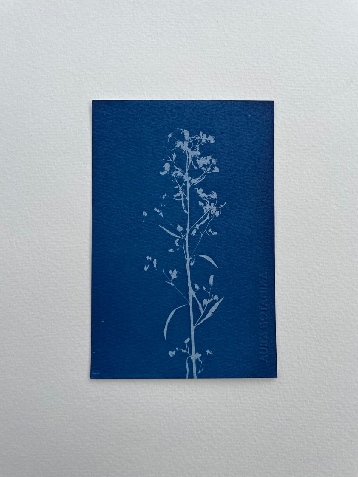 IMG_6556 Planta silvestre II · Postal