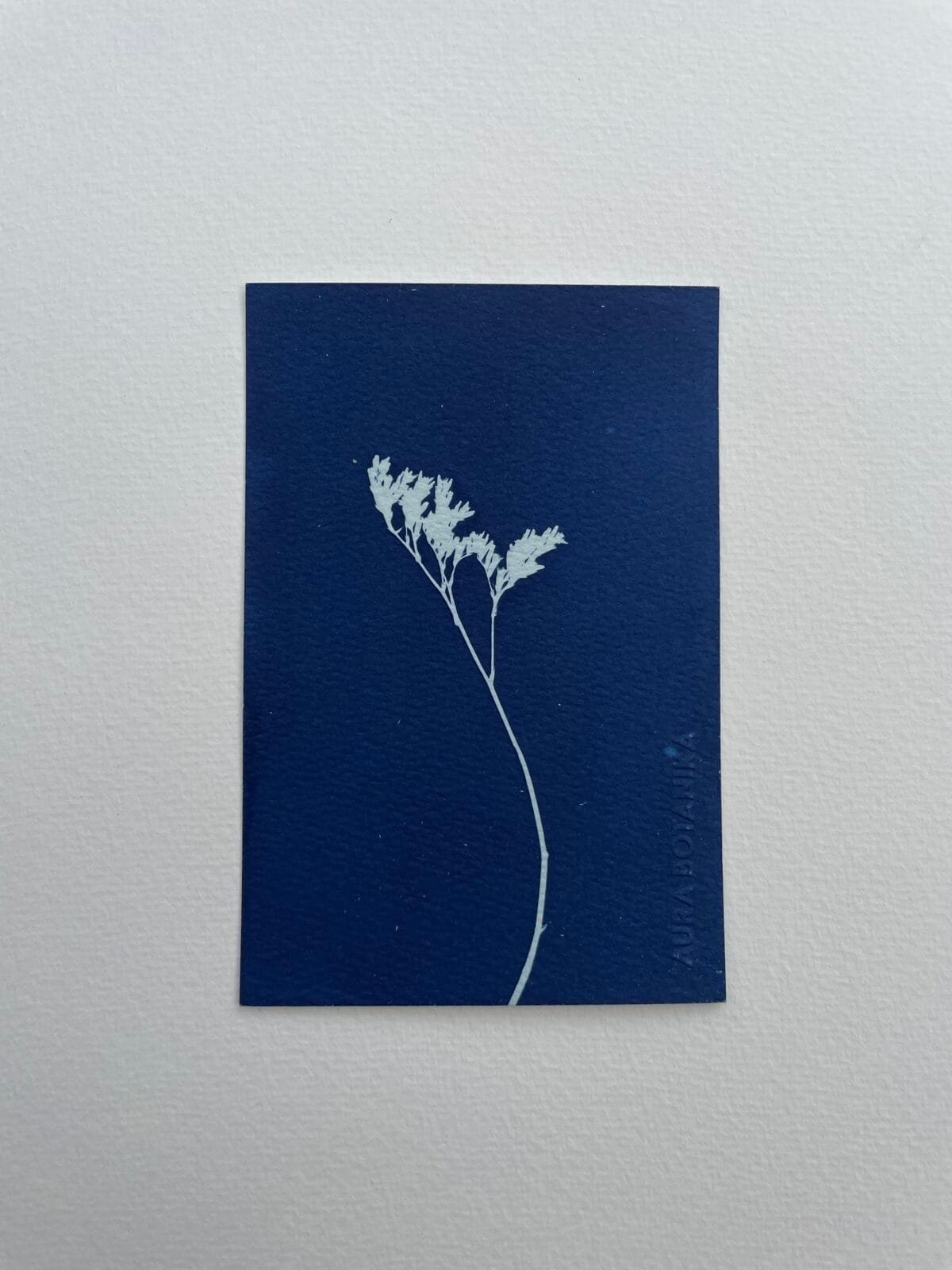 IMG_6562 2 Limonium · Postal