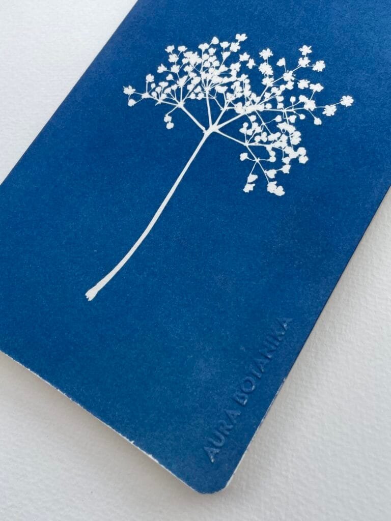 Sauco · Libreta grande