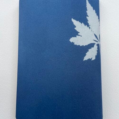 IMG_6637 Hojas de caigua · Libreta grande