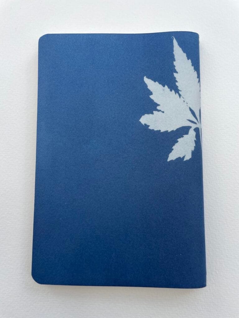 IMG_6637 Hojas de caigua · Libreta grande